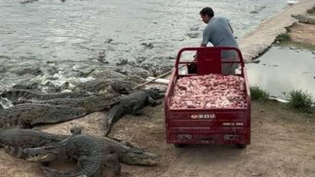 家人们，你们要的喂鳄鱼它来了……