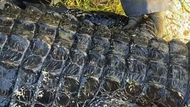 来我们园区享摸鱼生活 #鳄鱼 #鳄珍 #鳄鱼养殖场