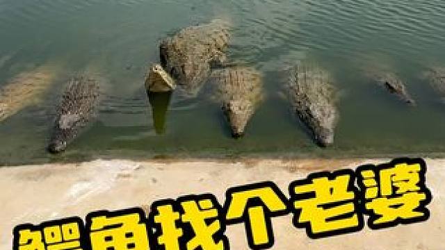 鳄鱼找个老婆都有那么多人围观 #鳄鱼 #鳄鱼养殖场 #鳄珍 #养殖基地