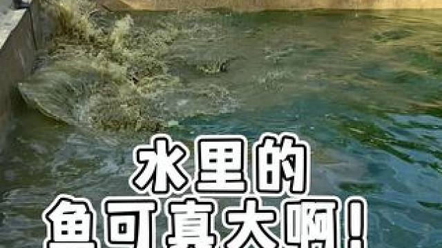 水里好大的鱼！ #鳄鱼 #鳄珍 #鳄鱼皮带
