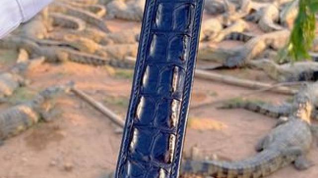 "鳄"皮，"带"你展现独特魅力#鳄鱼 #鳄珍 #皮带