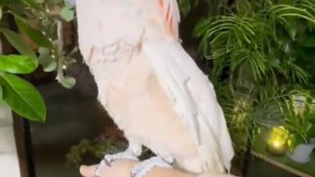 鸟中哈士奇 #国外视频分享 #奇妙的动物 #鲑色凤头鹦鹉