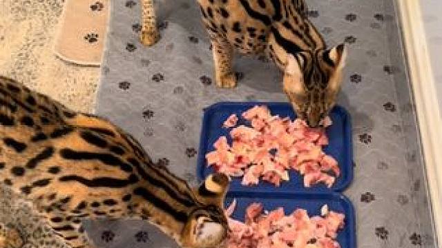 大长腿薮猫：大吉大利今晚吃鸡 #国外视频分享 #奇妙的动物 #宠物