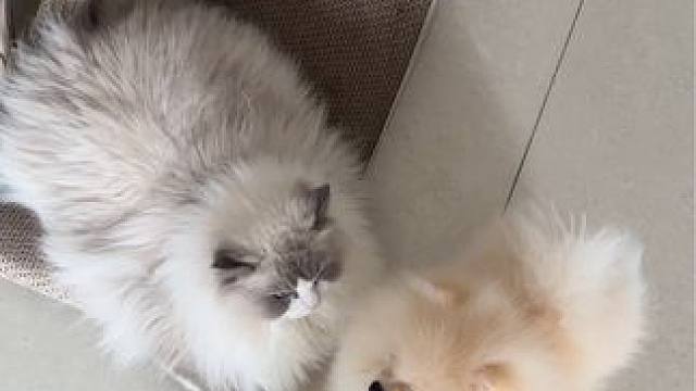 动物世界：母狮犯困篇 友情出演：黄金猎犬、黄裤子吗喽
#布偶猫 #猫狗cp #心思全写在脸上的猫 #