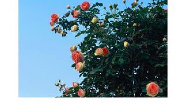 腰平取景器里的浪漫❤ #摄影 #胶片 #520