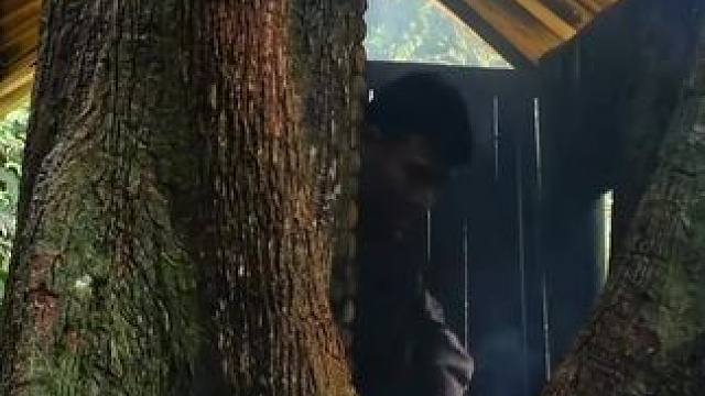 建造古树露营庇护所 #荒野建造 #野外建造 #庇护所