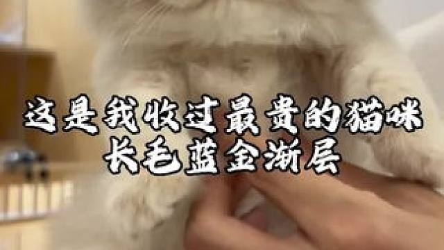 就这颜值谁看了不迷糊呢 #长毛蓝金渐层 #蓝金渐层