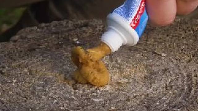 当你在户外拿出这个“牙膏”，朋友应该会傻眼 #露营报告 #露营技巧报告