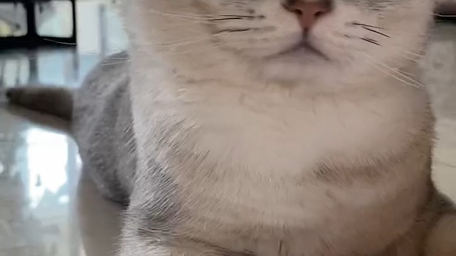 它的反应让我惊呆了哈哈