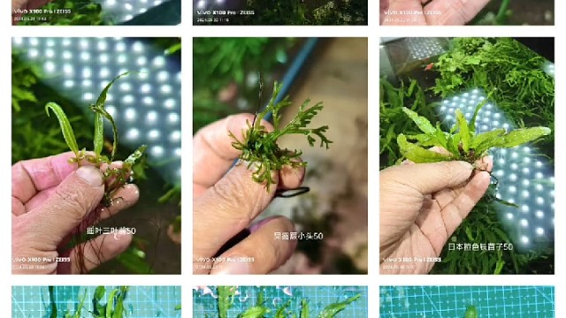 给大家推荐几款不需要二氧化碳也能养的稀有阴性水草