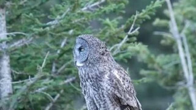 猫头鹰悄无声息的飞行 #国外视频分享 #奇妙的动物 #猫头鹰