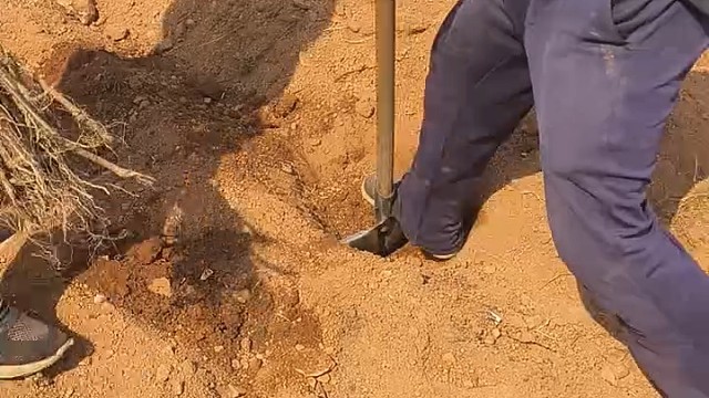 山地或天旱年份，这样做成活率极高