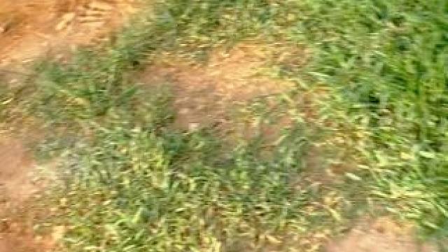 鳄鱼皮带的奢华传承#鳄鱼 #鳄珍 #皮带