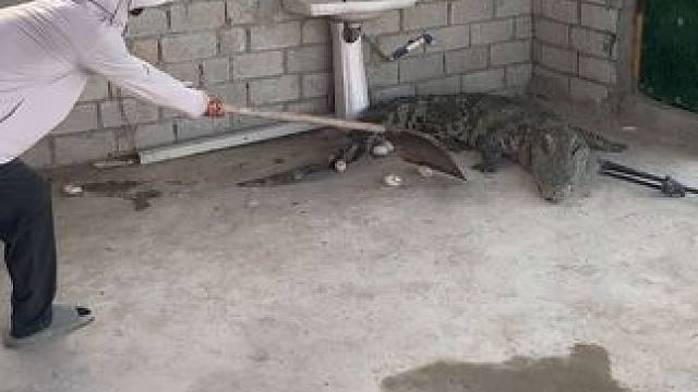 跑到哪都能下蛋…还好有专业人士#鳄鱼养殖场