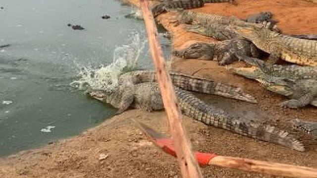 犟鳄打都打不走#鳄鱼养殖场 #危险动作请勿模仿 #动物的迷惑行为