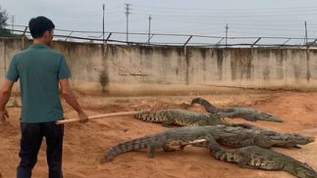 在犟种的鳄鱼，也怕铁锹打#鳄鱼养殖场 #危险动作请勿模仿 #动物的迷惑行为 #鳄鱼