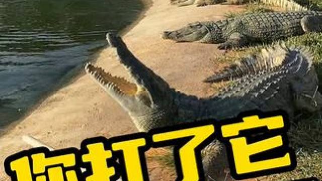 你打了它就不能在打我了哦 #鳄鱼 #鳄鱼养殖场 #鳄珍 #养殖基地