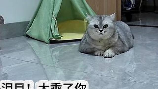 每天看着它这么乖，好感动