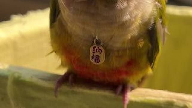 #带标识合法鹦鹉 #我的萌宠 #手养鸟 晒晒太阳。补补钙，