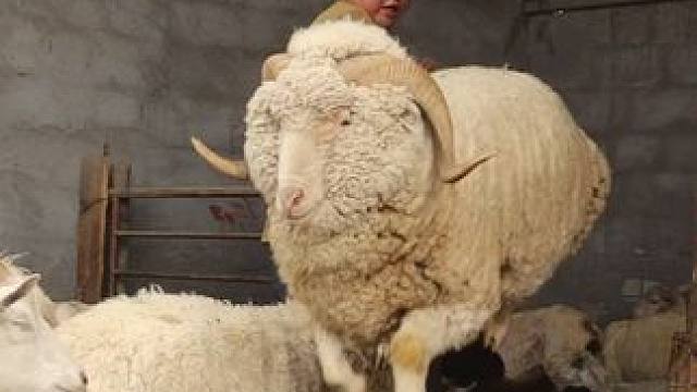 深漂夫妻回山村生活，村里人都来帮忙剪羊毛，在农村人情味才更浓 #新农人计划2024