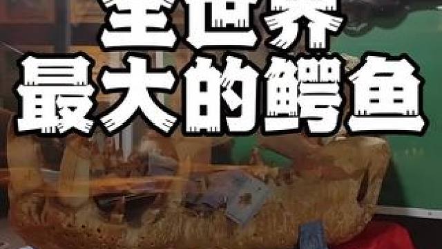 全世界最大的鳄鱼有多大？#鳄鱼养殖场 #鳄鱼皮鞋 #鳄珍 #鳄鱼皮带