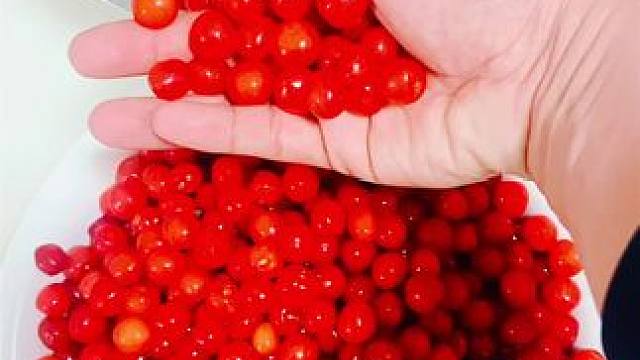 龙口下丁家蒋家小樱桃吃法的正确打开方式～抓上一把，一口吃掉！#吃樱桃的季节 #酸甜可口 #小樱桃 #