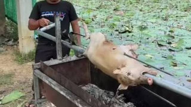 烤猪 #民间美食 #幕后花絮 #烤猪