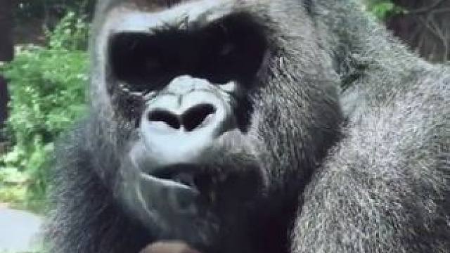 #国外视频分享 #野生动物零距离 #银背大猩猩