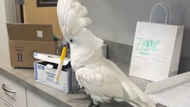 鸟中哈士奇 #国外视频分享 #奇妙的动物 #宠物