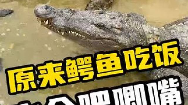 原来鳄鱼吃饭也会吧唧嘴 #鳄鱼 #鳄鱼养殖场 #鳄珍 #商品鳄