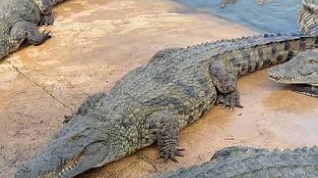 有人来喂鳄鱼吗 #鳄鱼 #鳄鱼养殖场 #鳄珍