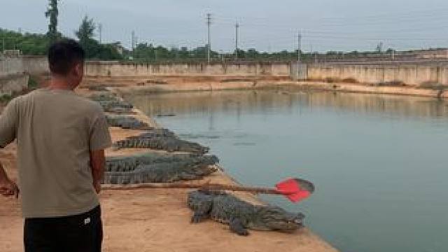 老六现在看到铁铲都害怕#鳄鱼养殖场 #危险动作请勿模仿 #鳄鱼