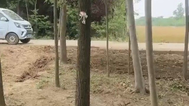 林子大了，什么鸟都有。