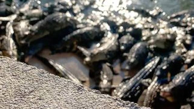 "带"你入"鳄"：时尚界的新宠#鳄鱼 #鳄珍 #皮带