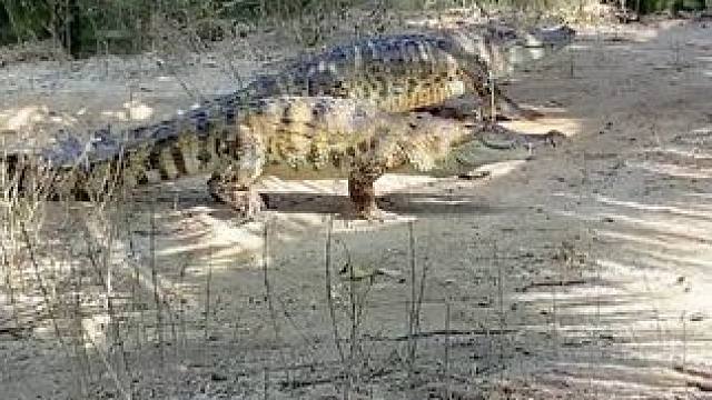 "鳄"领风骚：皮带中的王者#鳄鱼 #鳄珍 #皮带