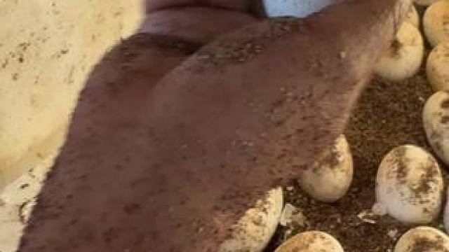 出壳啦……呼吸新鲜空气。