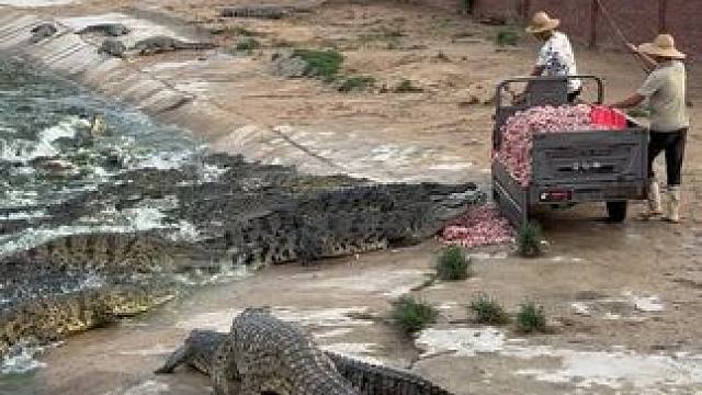 家人们，又想来喂鱼的么……