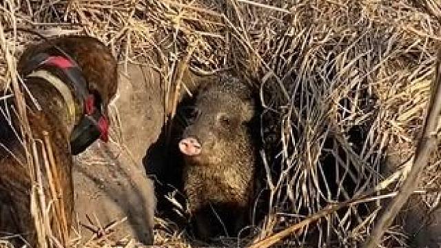 小野猪一点也不怵 #国外视频分享 #野生动物零距离 #野猪泛滥