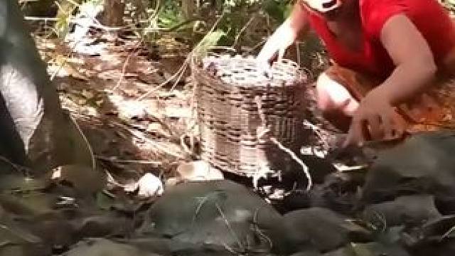 捕捉大蛇 在森林里捡山竹果当食物 #蛇 #荒野求生