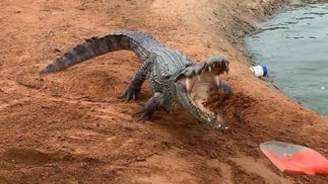 都说喂点土，那就喂点吧，哈哈哈#鳄鱼养殖场 #动物的迷惑行为