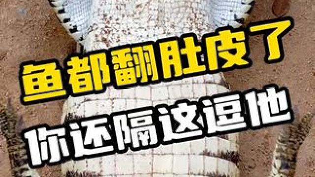 鳄鱼都翻肚皮了你还逗它 #鳄鱼 #鳄鱼养殖场 #抓鳄鱼 #鳄珍