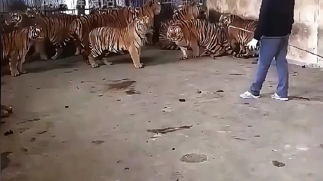 男子竟然不害怕老虎
