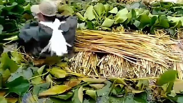 这是什么，能吃吗？