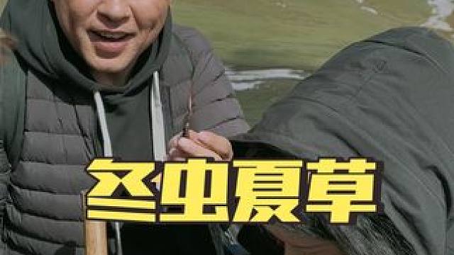 #冬虫夏草 #新鲜虫草 #挖虫草 #玉树 ，离天空很近，离城市很远！有一个男人每年都来到海拔5000