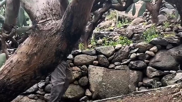 这么大的仙人掌从没见过呢