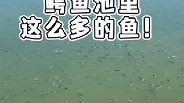 喜欢钓鱼的来这里，不会空军！ #鳄鱼 #鳄珍 #鳄鱼皮带