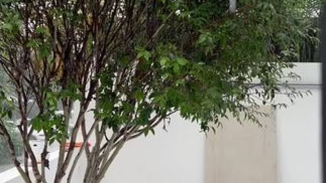 设计工作室雨天☔️雨景 雨中的小院儿，有人困在雨中，有人雨中赏雨#别墅设计 #大平层 #旧房改造 #