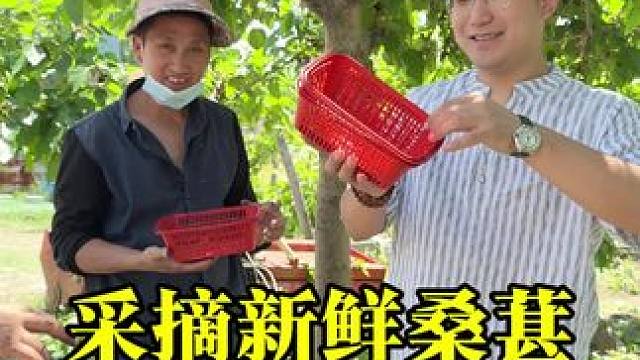 自己采摘25块一篮子，装满也就二斤多， 街上摘好的才卖5块一斤，那为什么还很多人去采摘呢#记录真实生