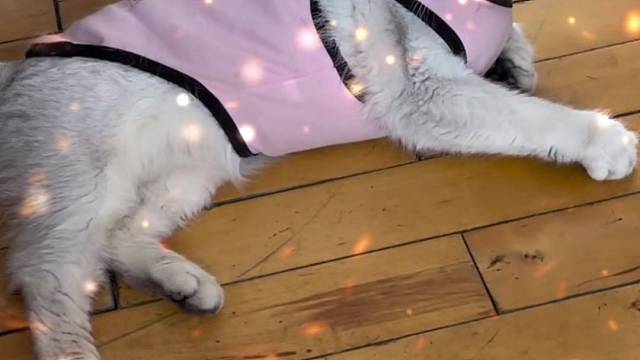 一个字：好困～