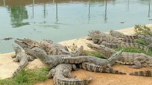 鳄鱼皮带，展现非凡自我#鳄鱼 #鳄珍 #皮带